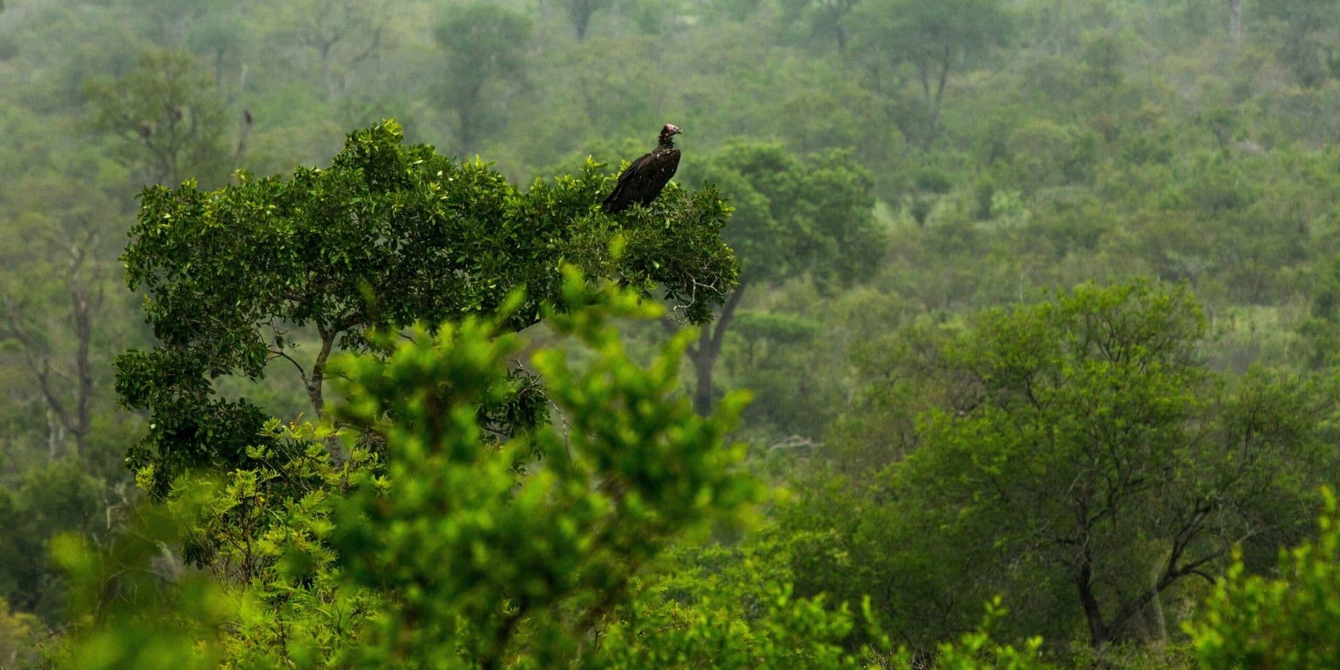 Protecting Biodiversity Through Conservation Efforts