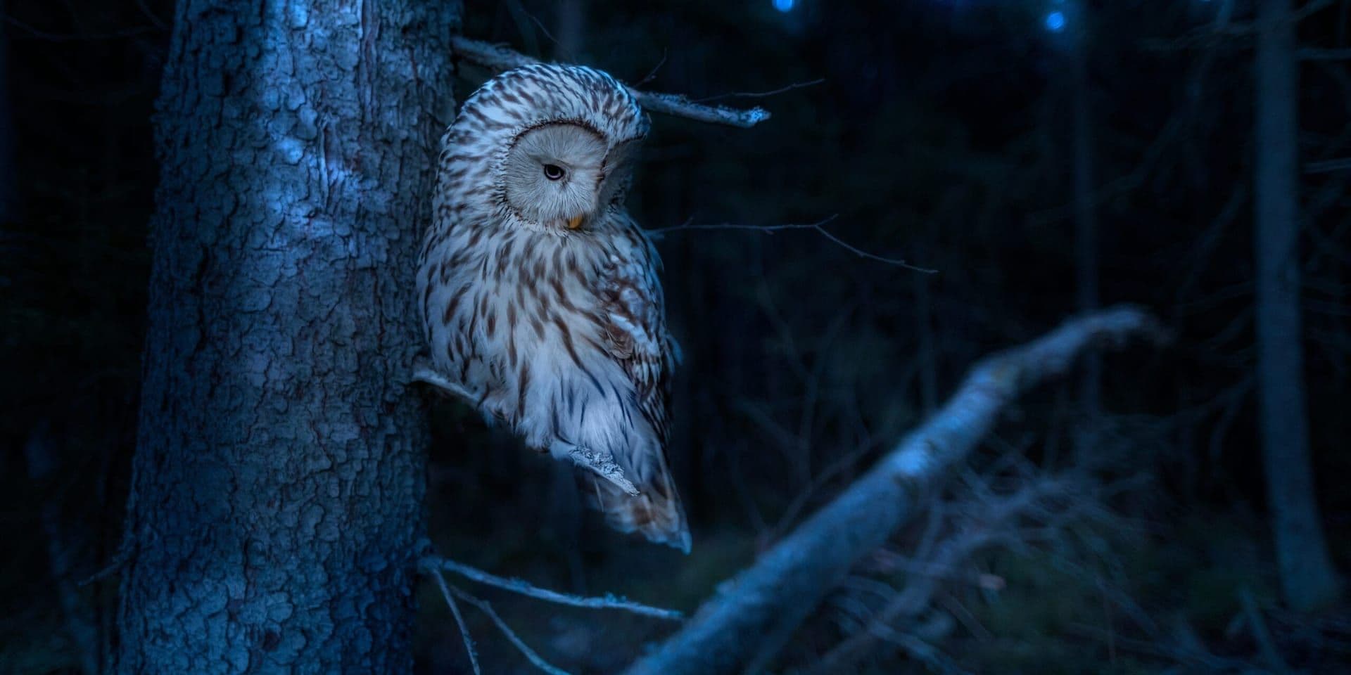 Inland Communities Unite to Celebrate International Owl Awareness Day with Conservation-Focused Events