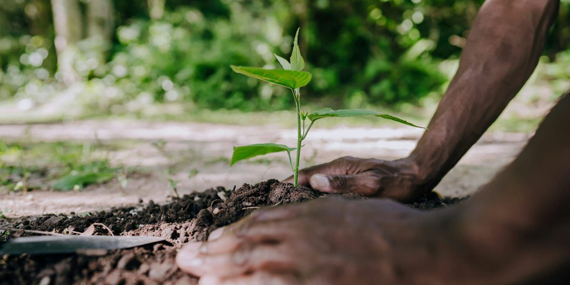 Climate and Environment in 2025: Scientists and Media Embrace a New Era of Eco-Optimism