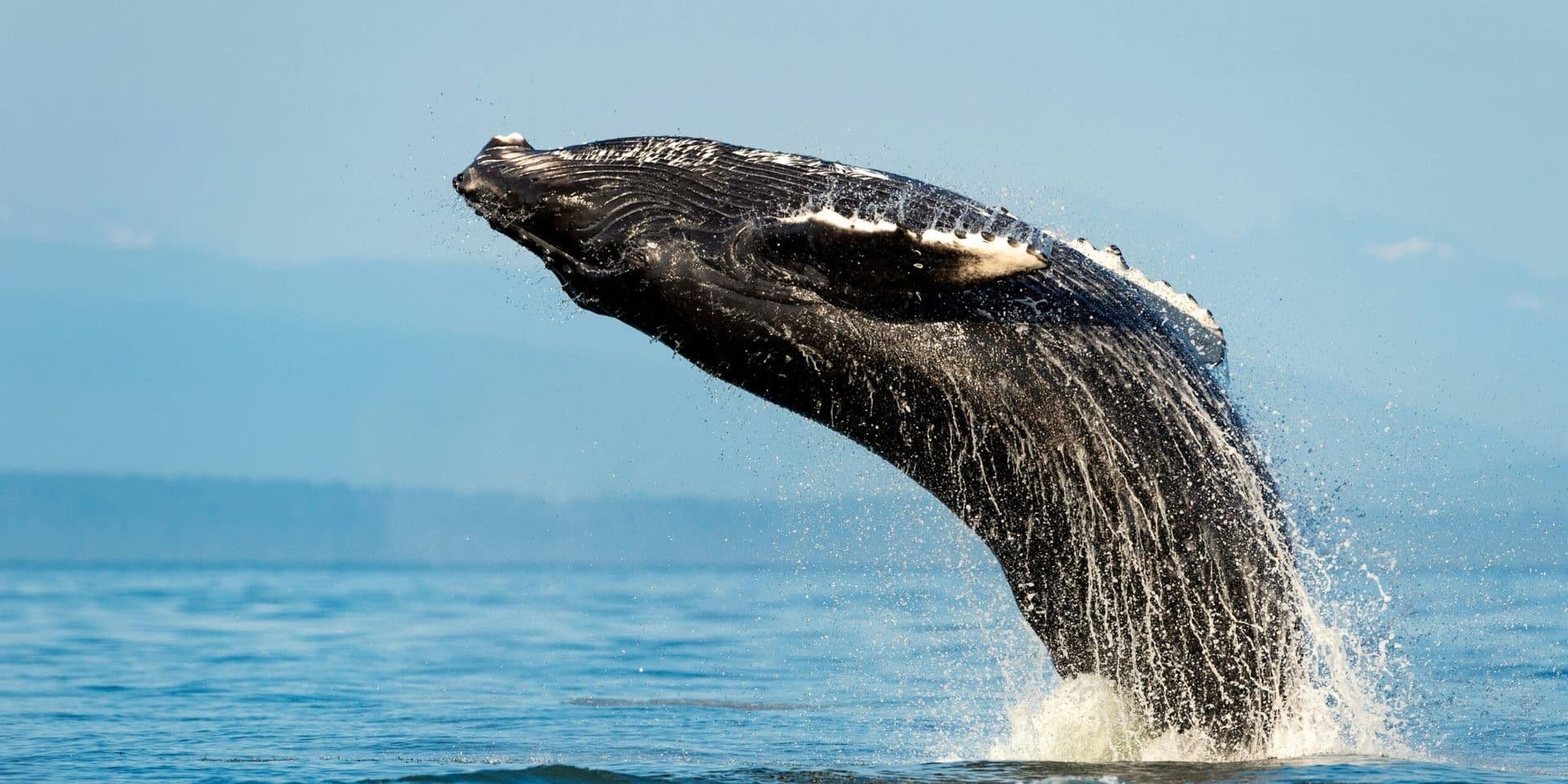 U.S. Delays Critical Habitat Protections for Endangered Rice’s Whale by Two Years