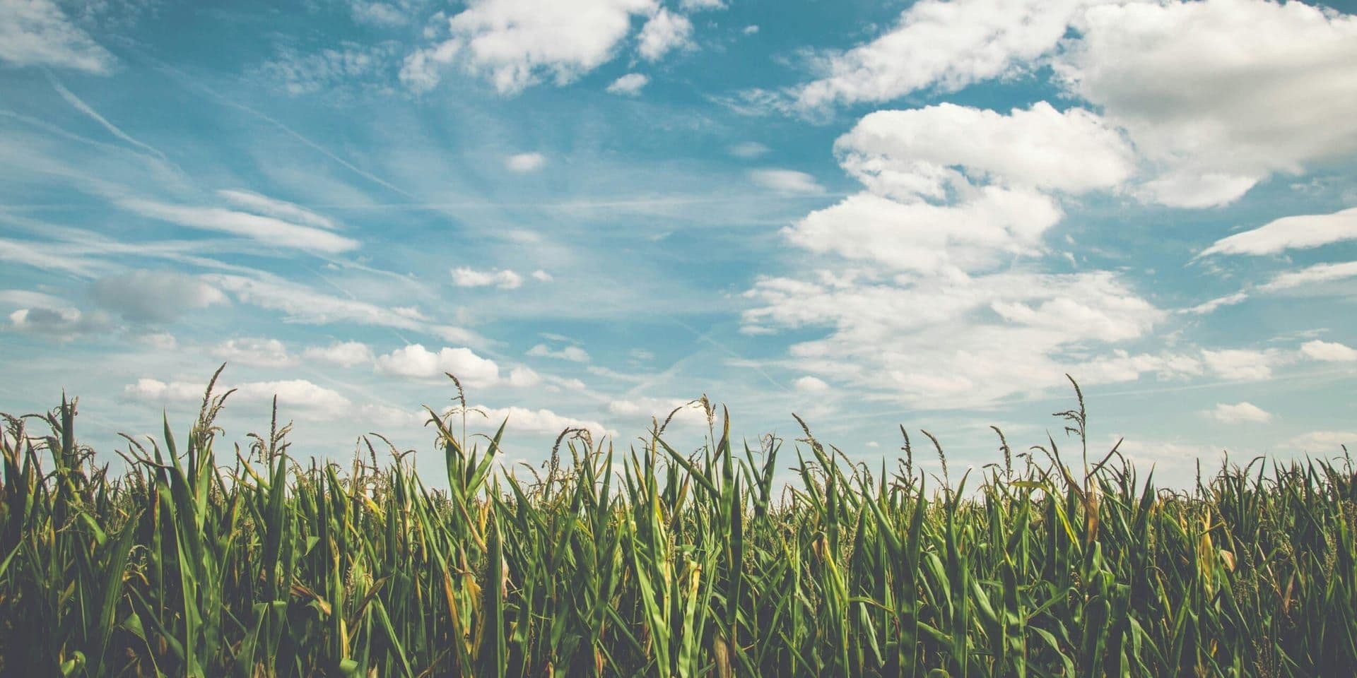 Promoting Biofuel Use to Combat Climate Change