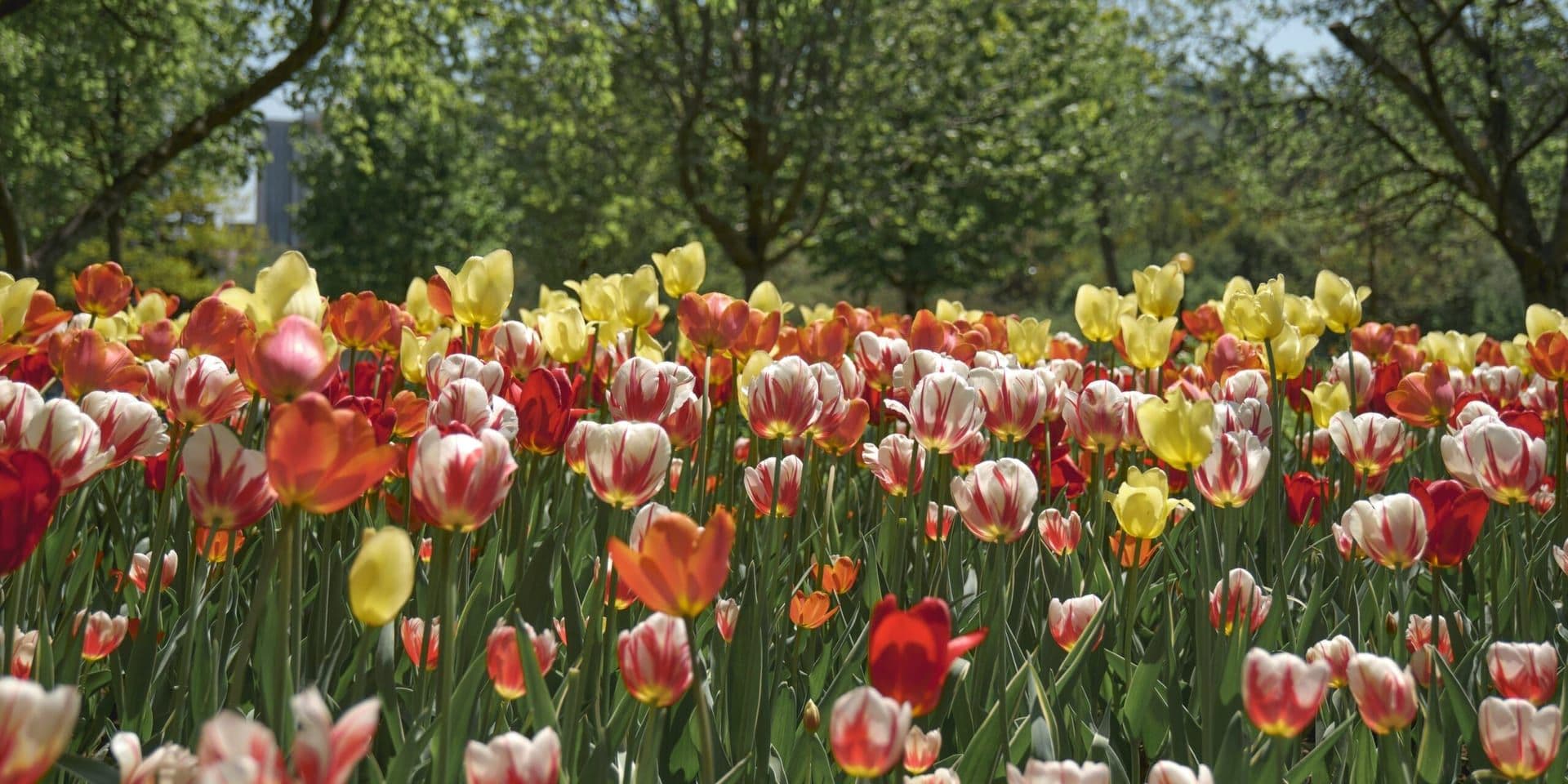 Flooding Will Not Impact 2026 Skagit Valley Tulip Festival, Officials Assure Public